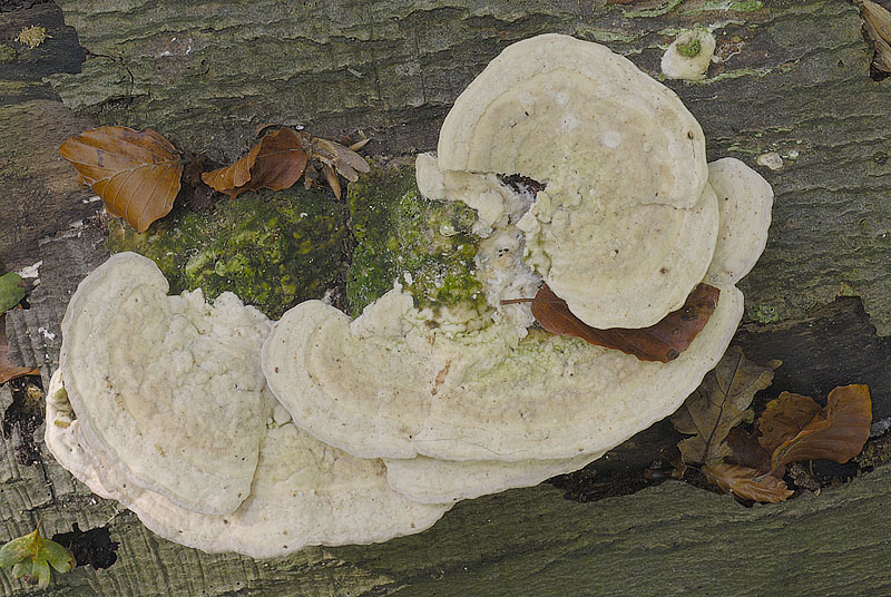 Trametes gibbosa